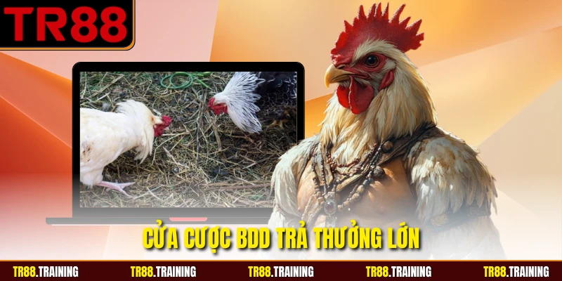 Cửa cược BDD trả thưởng lớn