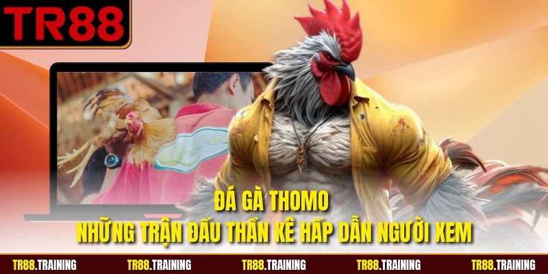 Đá Gà Thomo - Những Trận Đấu Thần Kê Hấp Dẫn Người Xem