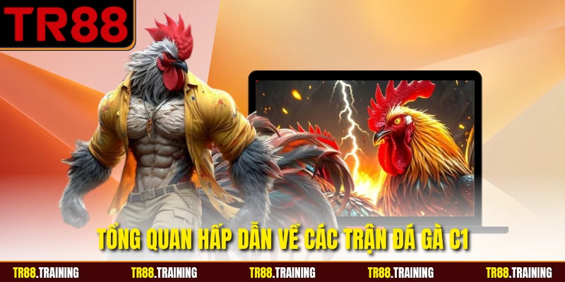 Tổng quan hấp dẫn về các trận đá gà C1
