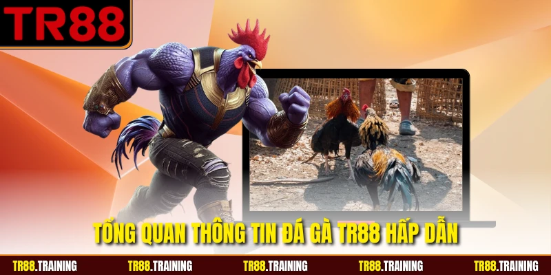 Tổng quan thông tin đá gà TR88 hấp dẫn